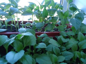 �����������