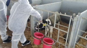 �����������